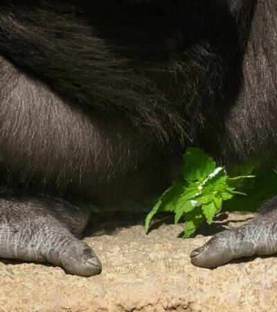 Pedicures For Men: Is It Time You Got One?