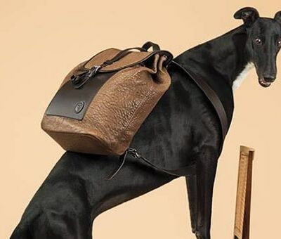 Trussardi SS14 Canine Campaign