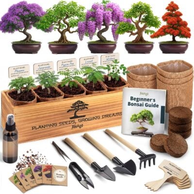 Bonsai Tree Kit Classics