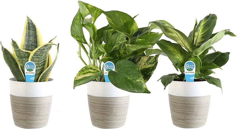 Costa Farms Clean Air House Plants