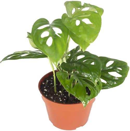 Monstera Adansonii House Plant