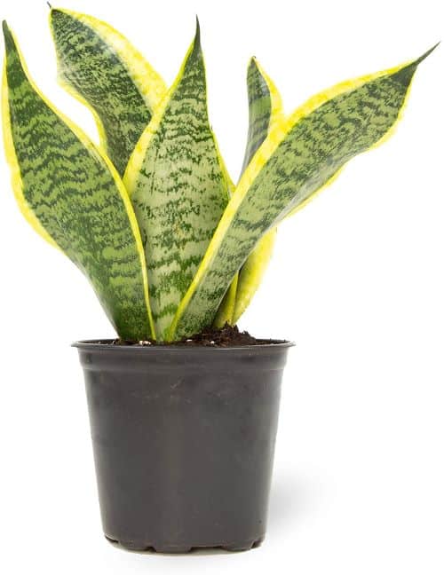 Mother in Law Tongue Snake House Plant